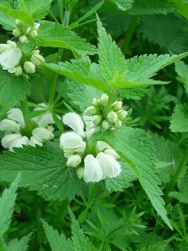 Lamium-Dead-nettle "Alba"