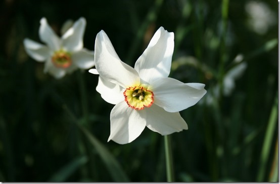 NARCISSUS "Poeticus"