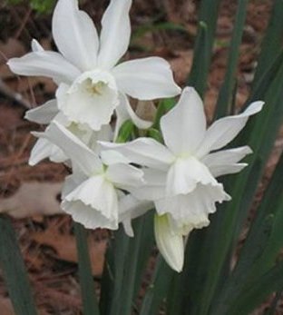 Narcissus "Thalia"
