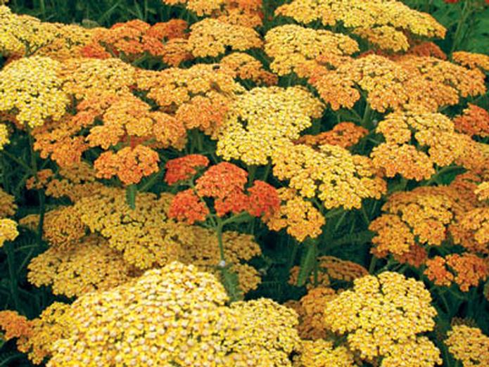 Achillea millefolium-Terracotta