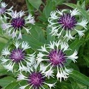 Centaurea Amethyst in Snow