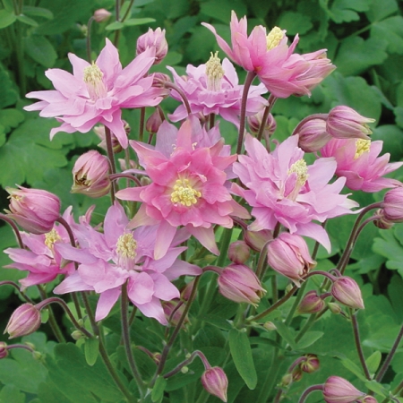 Aquilegia "Clementine Rose"