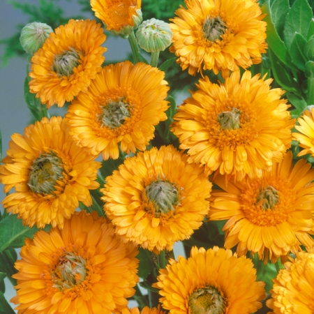 Calendula  "Greenheart Gold"