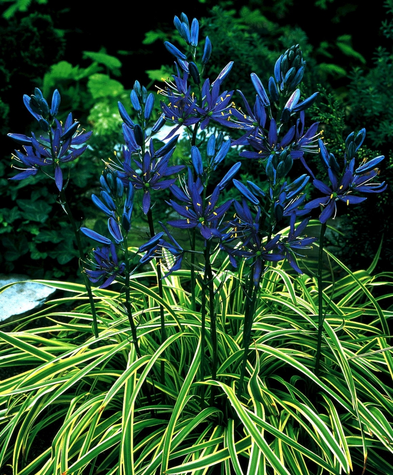Camassia "Blue Melody"