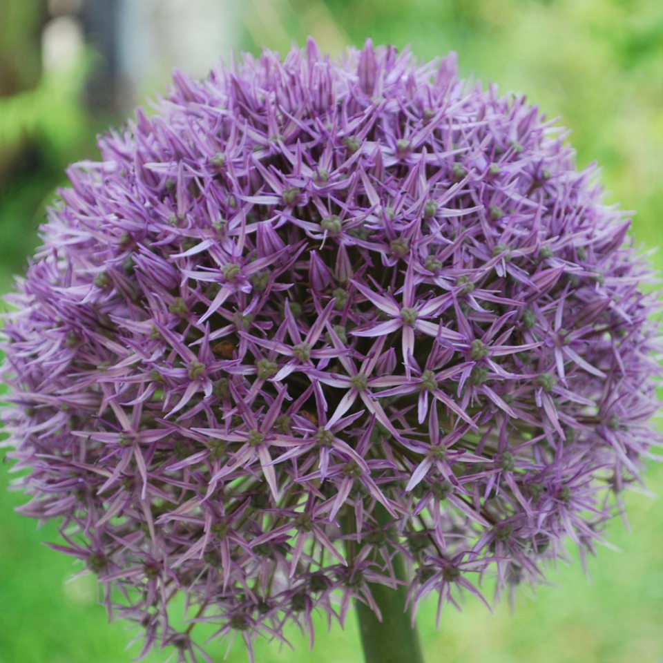 Allium Globemaster