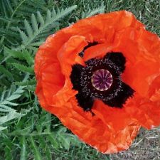 Oriental Poppy -Allegro
