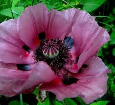 Oriental poppy "Patty's Plum"
