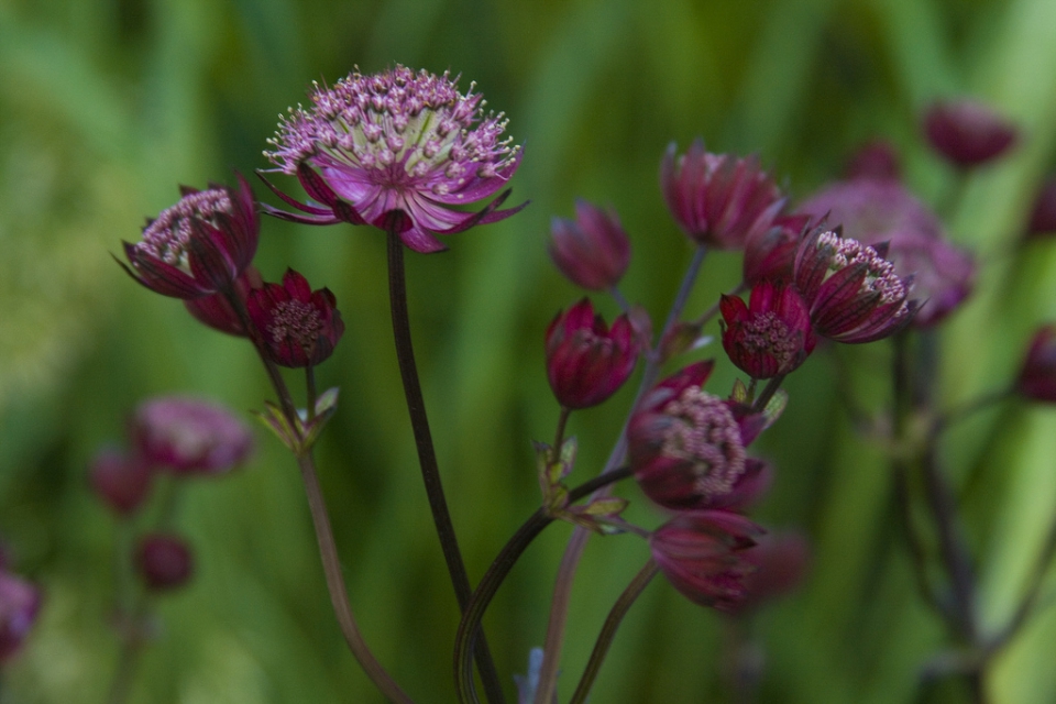 Astrantia_Star of Fire