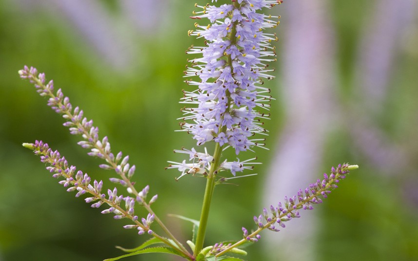 Veronicastrum virginicum ‘Lavendelturm’   meaning  in the literal sense of the word "Lavender...