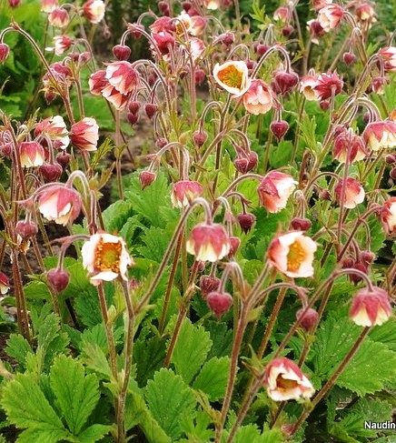 Geum "Pink-Frills"  -Hardy perennial 30 x 30cm