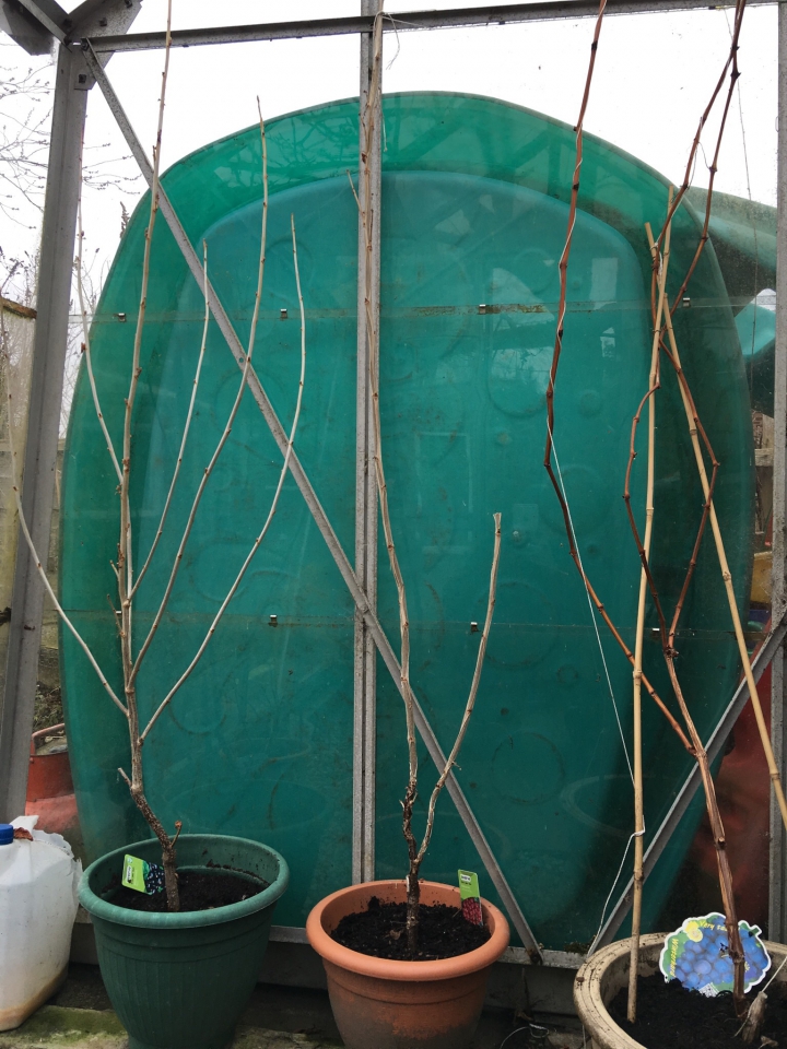 Black current, red current, grape vine