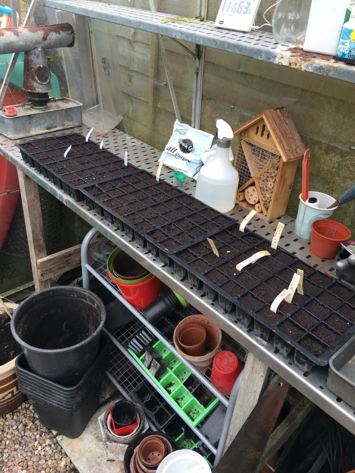 Lettuce, radish,  Spring onion, chilli, lavender, Poppy's, grape, French beans,