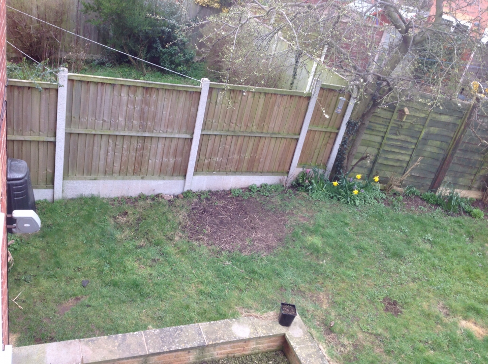 Random dead patch from the dog digging and rolling...