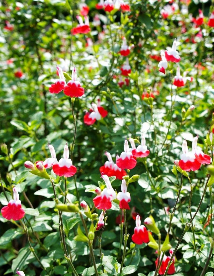 Salvia  "Hot lips"