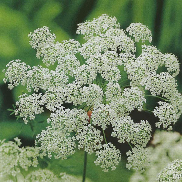 Ammi majus