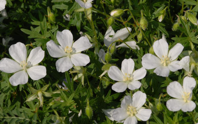 Geranium sanguineum" Album"
