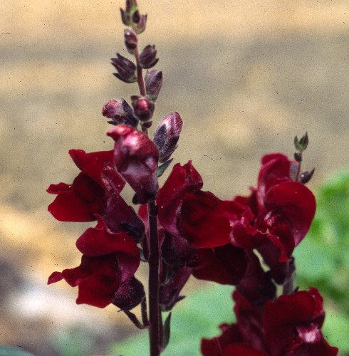 Antirrhinum 'Black Prince"