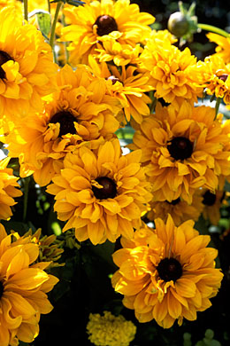 Rudbeckia hirta 'Goldilocks'