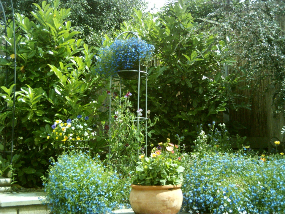 Around my garden arch leading to the back lawn.
