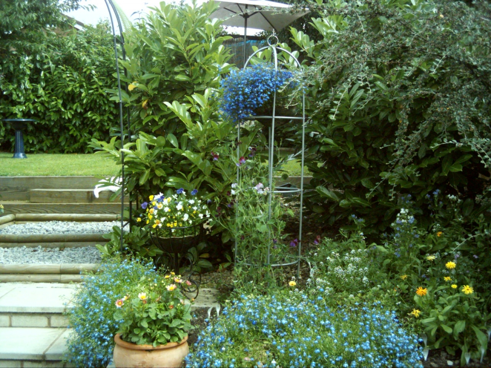 Sweet pea climbing up an obelisk with lobelia hanging basket in the middle.  I'm also using...