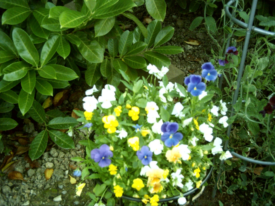 Nemesia - grown from a 99p seed disc.  Don't have much luck with seed disc's but I'm pleased...