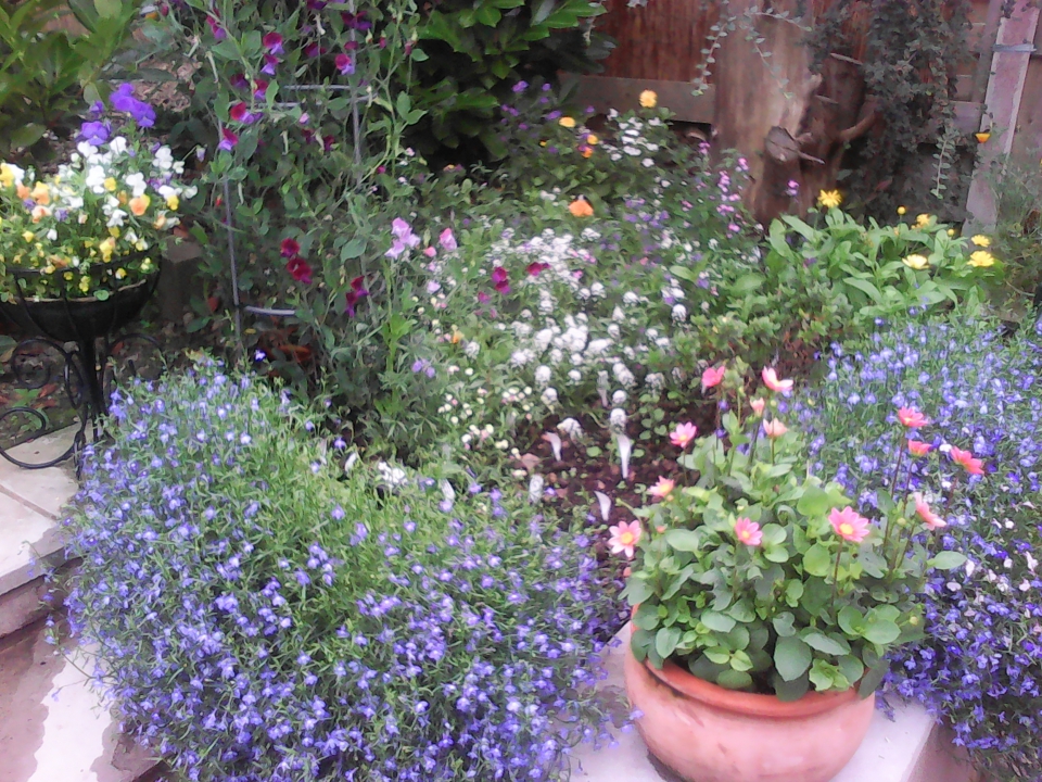 Bimbling around the garden this morning - just has to take a photo
