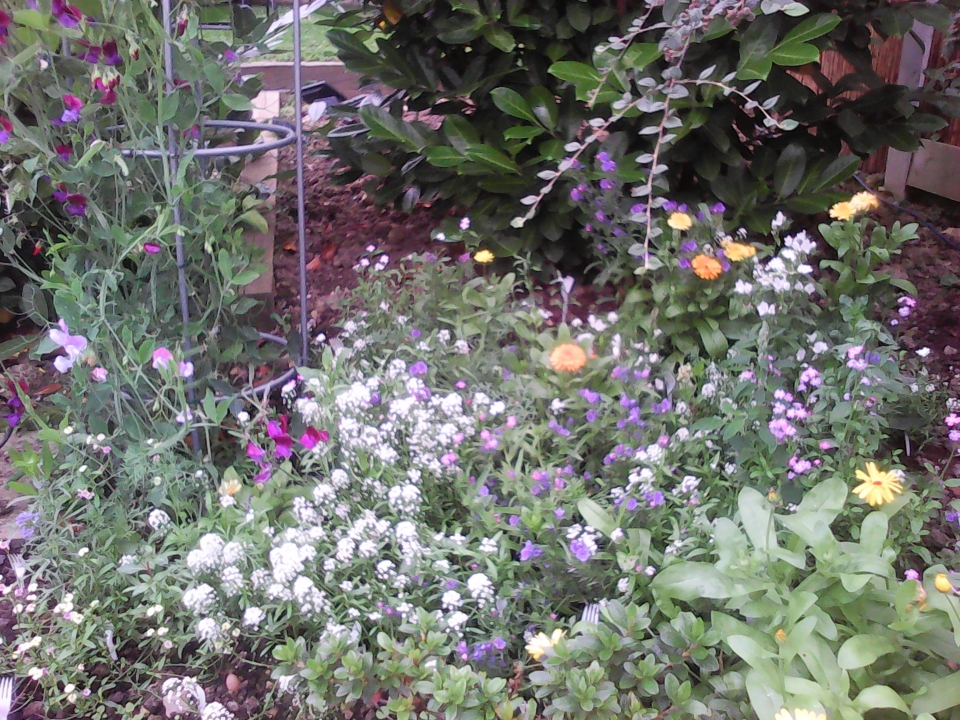 This was grown from a packet of mixed annuals.  Seeds planted in post to form large 'plugs' and...