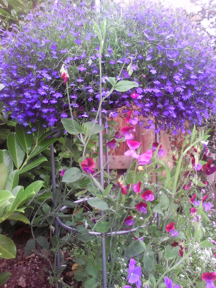 Obelisk - lobelia hanging basket and sweet pea.