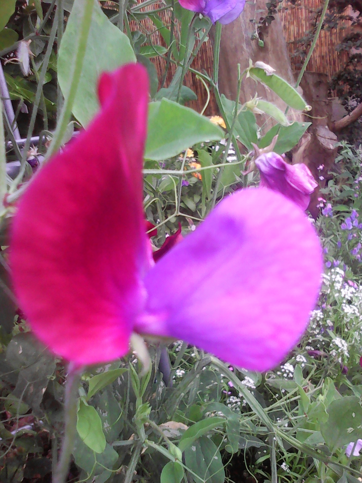 Close up of sweet pea flower.