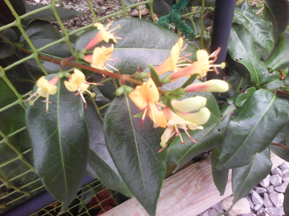 This is the copper beauty honeysuckle - currently growing up the arch - plated last year - first...