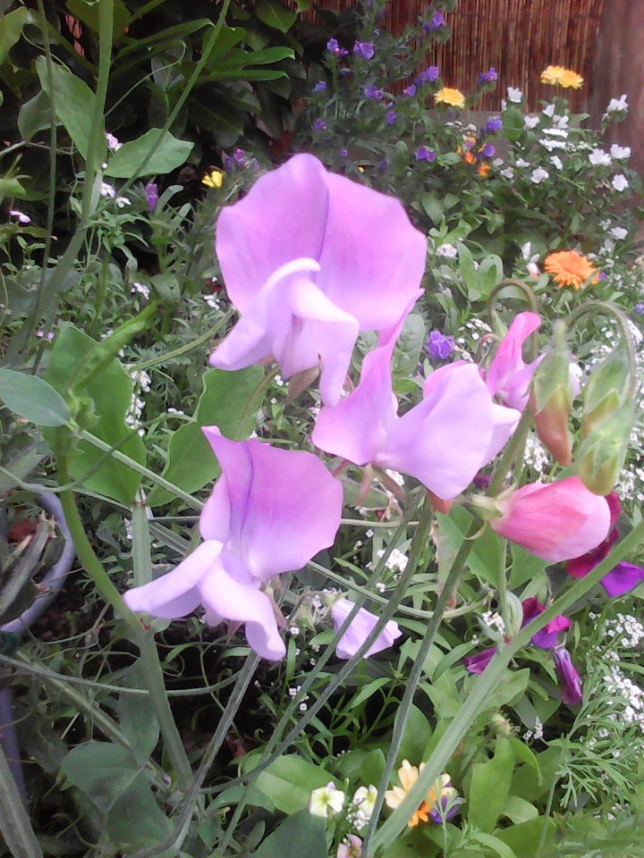 Another bloom from the sweet pea.