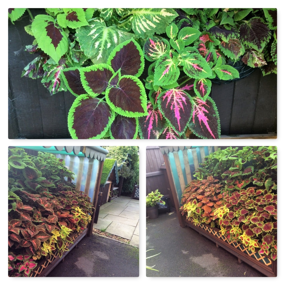 End photo of covered Coleus