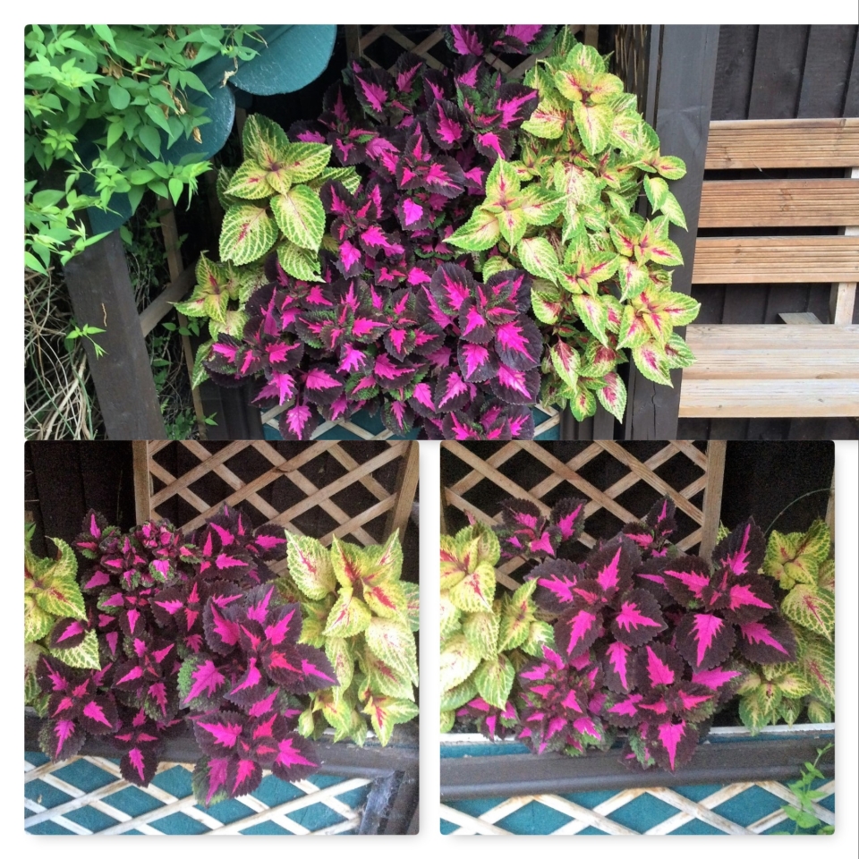 2 stages of growth,loved the morning Sun and afternoon Shade