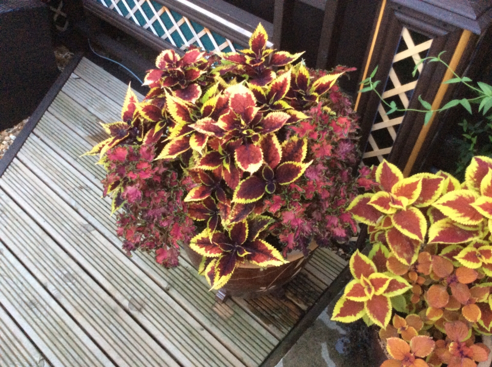 My easiest pot to grow,Hardly needed to pinch out any Flowers