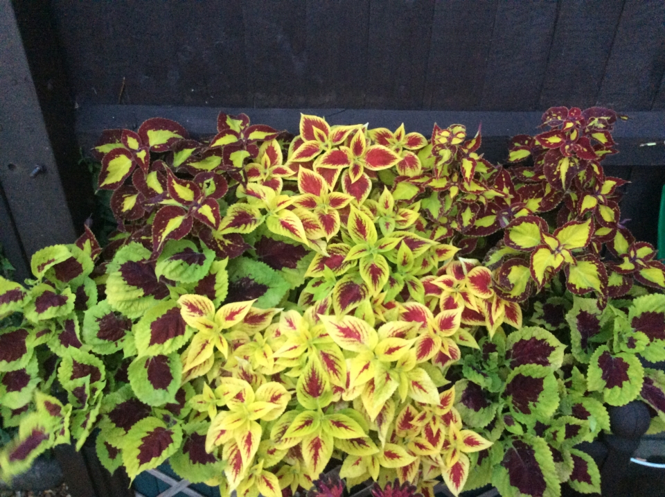 3 Different Coleus