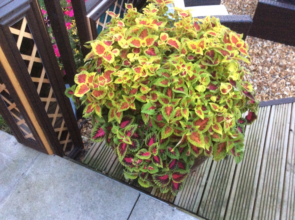 Loved this Pot and was made to work for it, needed pinching out every couple of days, Reward was...