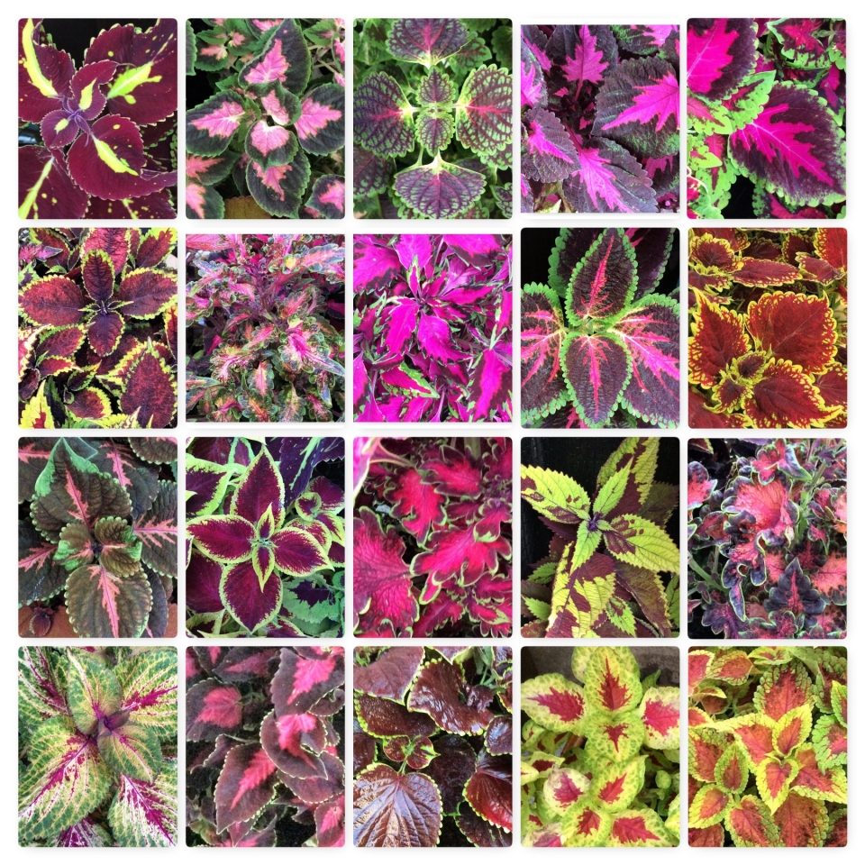 Close up Pictures  i took of all the different coleus i grew in 2016.Hope i can find more in...