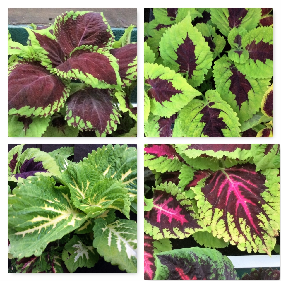 Kong coleus grew 5 types mosaic is the one missing.