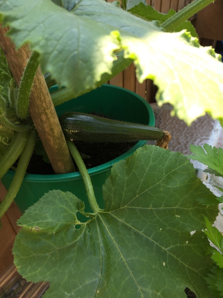 Courgettes are getting there