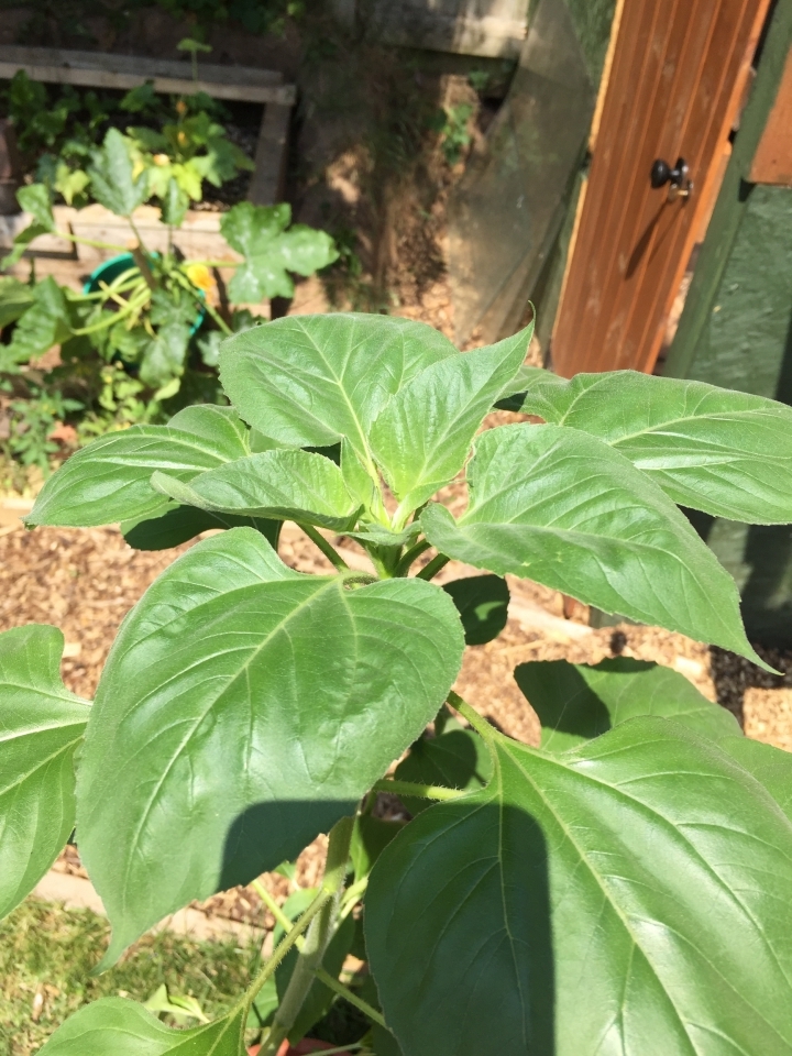 I have 4-5 Sunflowers doing very well. They should bring a bit of a smile to the yard