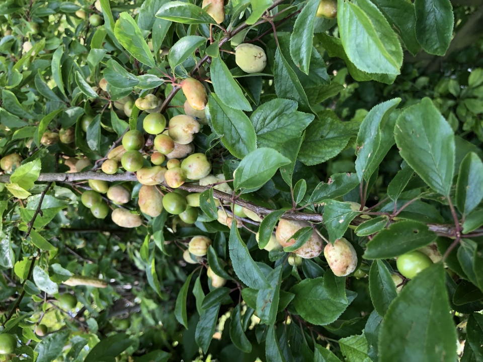 Please can you identify this for me