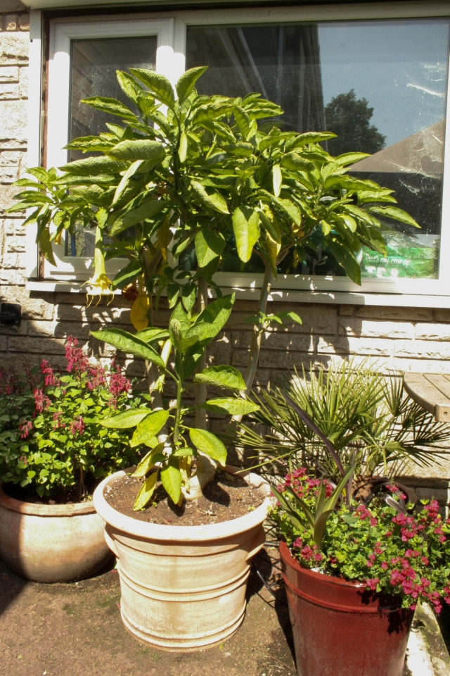 Brugmansia Zunni Yellow Spider