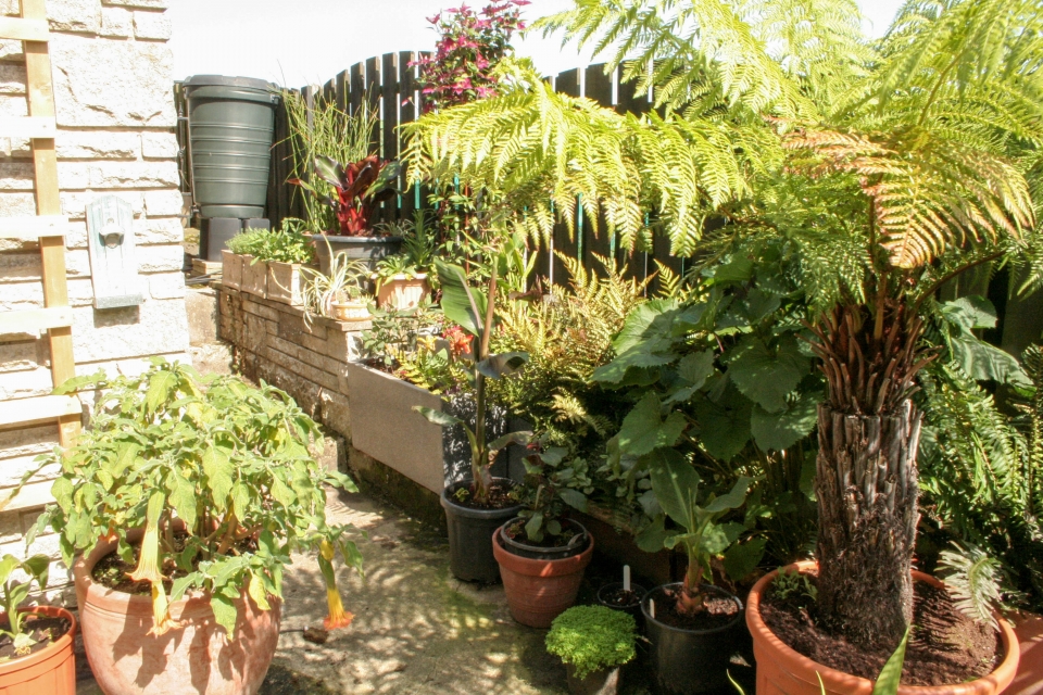 Back of the house covering up concrete steps