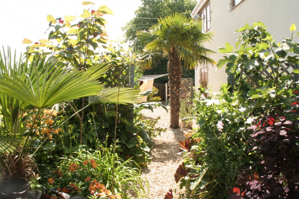 More back of the house.  Excuse the barabantia tree