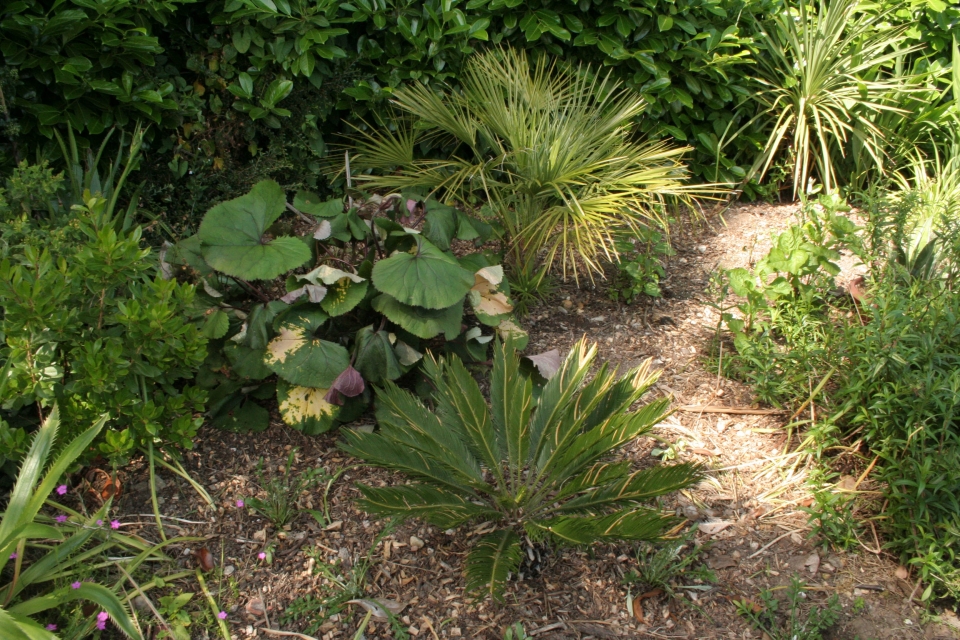 Cycad and a palm.  Ligularia not enjoying its full sun position