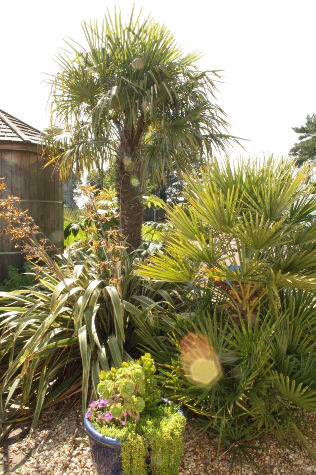 Med area - palm planted about 14 years ago