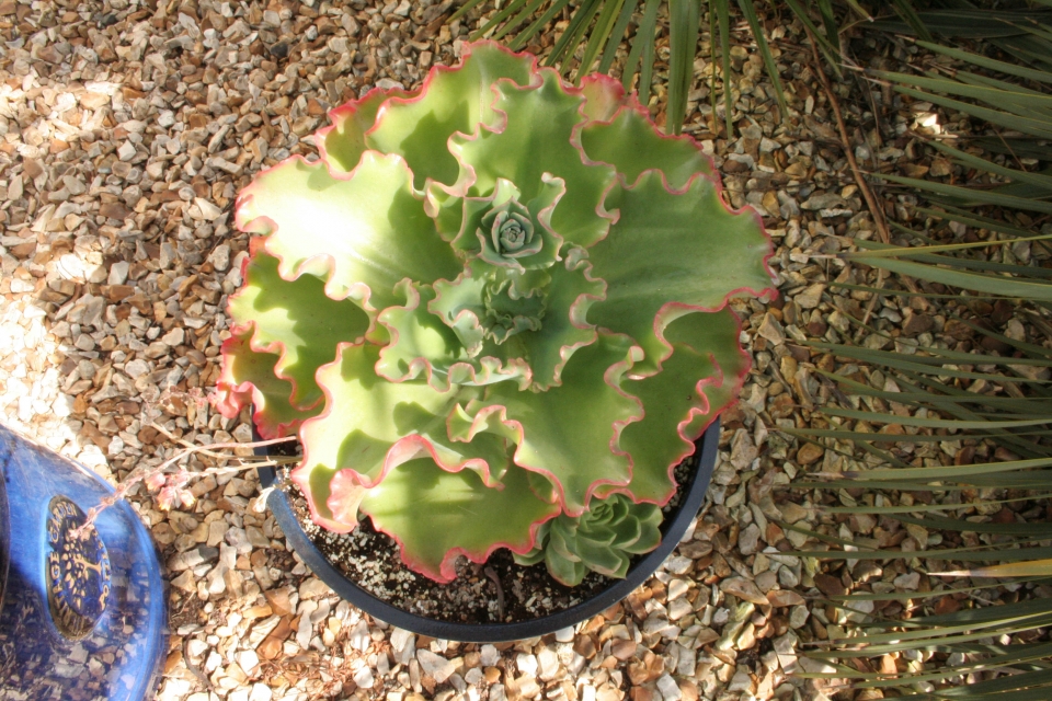 Love it - don't know its name !