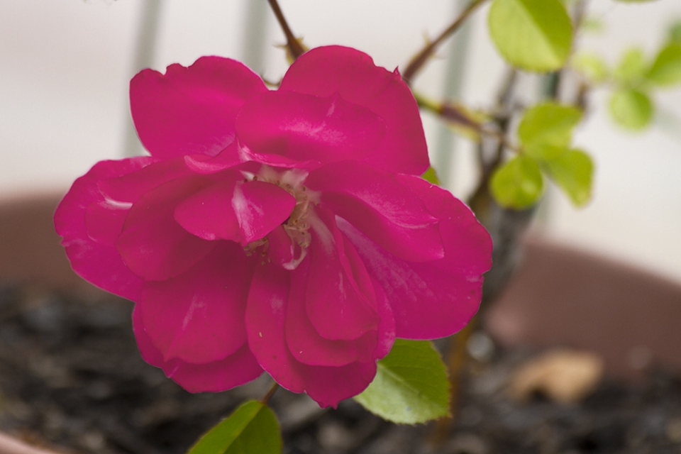 Although not spectacular, this is included because it is the first rose that I propagated at...