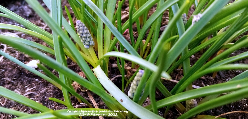 Grape Hyacinths buds on balcony 22nd February 2022