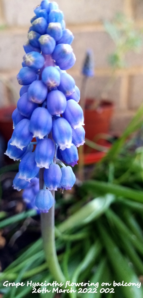 Grape Hyacinths flowering on balcony 26th March 2022